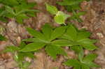 Indian cucumber